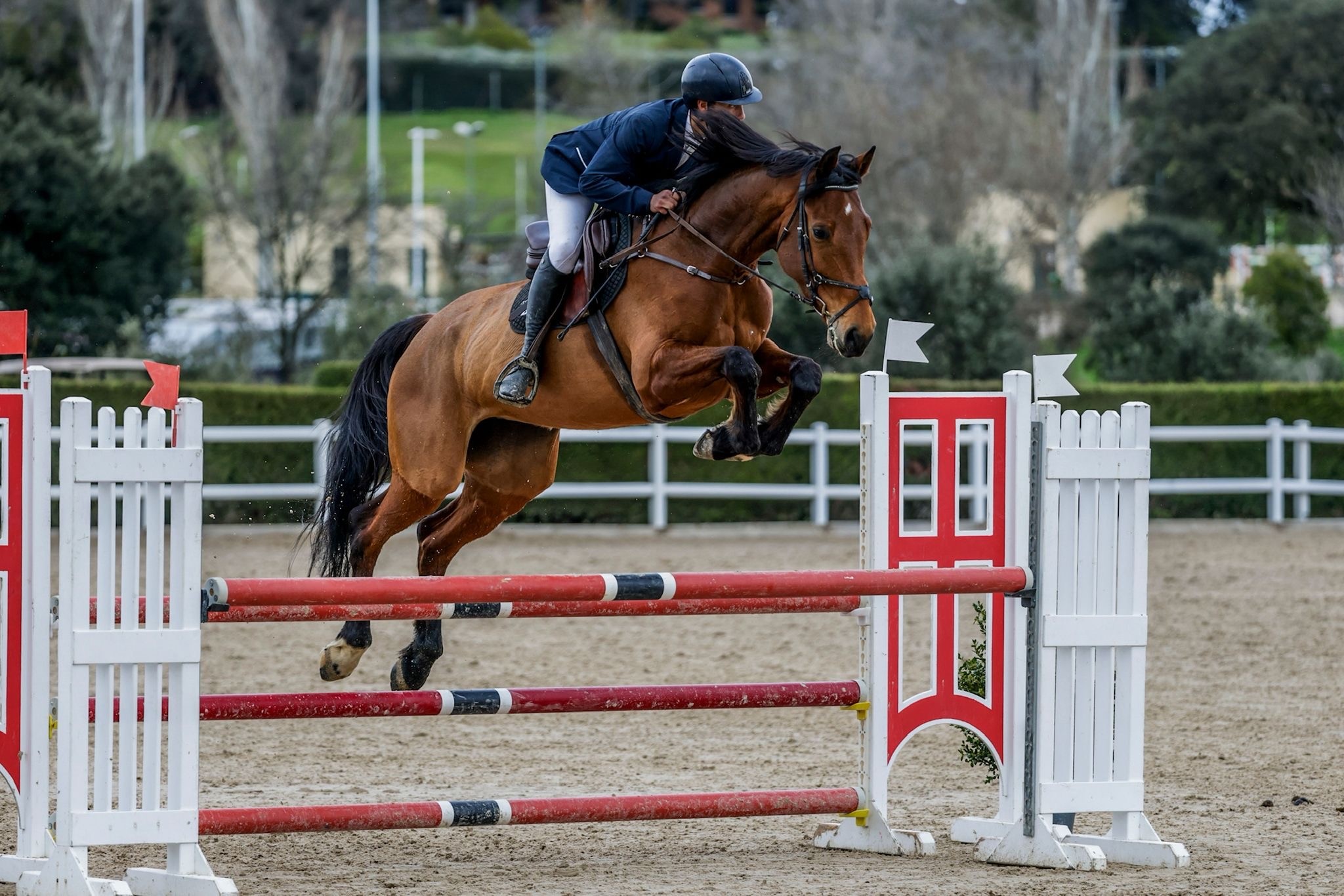 horse
